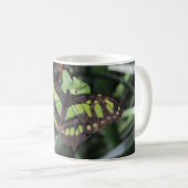 Siproeta stelenes kaffeetasse (VorderseiteRechts)