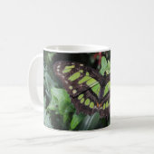 Siproeta stelenes kaffeetasse (Vorderseite Links)