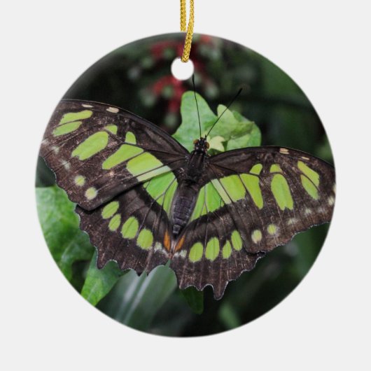 Siproeta stelenes keramikornament (Vorne)