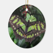 Siproeta stelenes keramikornament (Links)