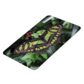 Siproeta stelenes magnet (Linke Seite)