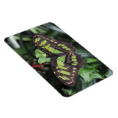 Siproeta stelenes magnet (Rechte Seite)