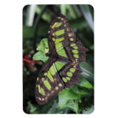 Siproeta stelenes magnet (Vertikal)