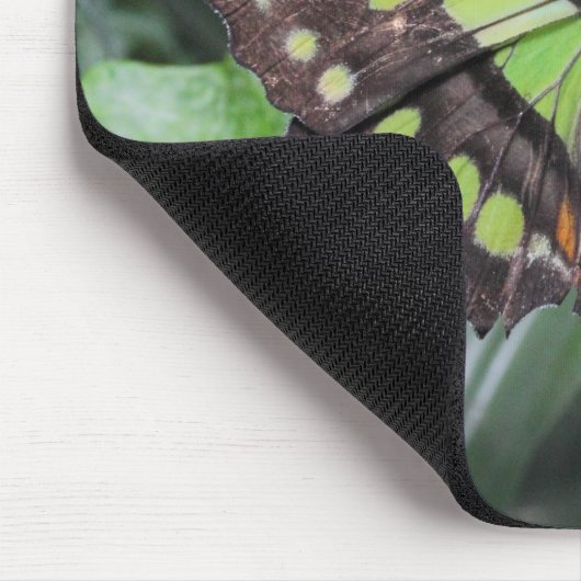 Siproeta stelenes mousepad (Ecke)