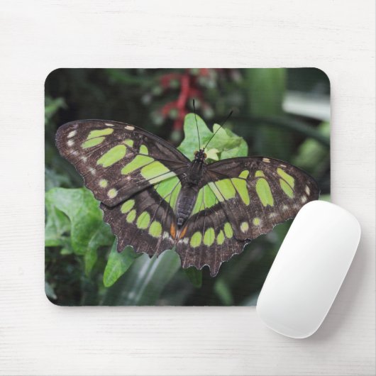 Siproeta stelenes mousepad (Mit Mouse)