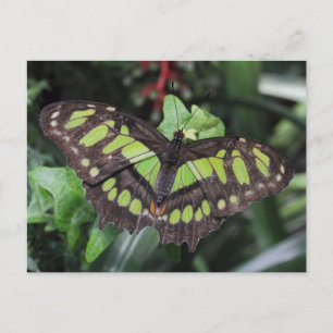 Siproeta stelenes postkarte