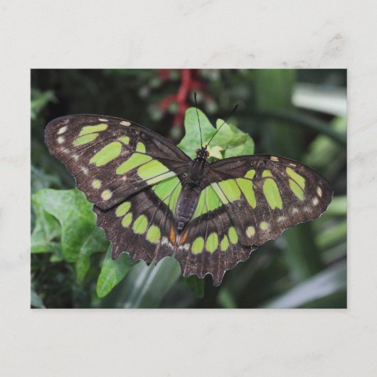 Siproeta stelenes postkarte (Vorderseite)