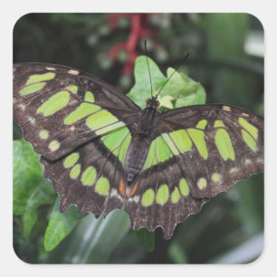 Siproeta stelenes quadratischer aufkleber