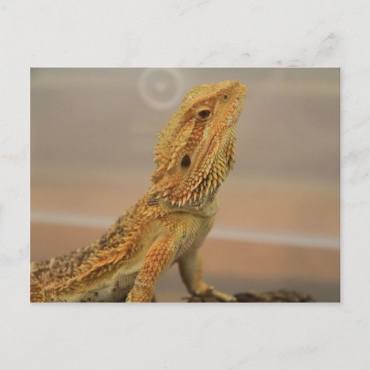 Sir Charles Posing Postkarte (Vorderseite)