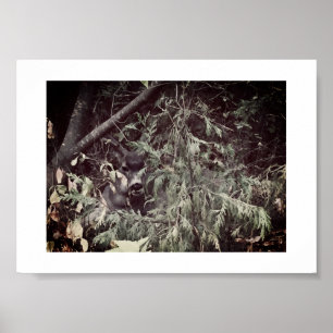 Sir Stag Yosemite Wanderweg Farbphotographie  Poster