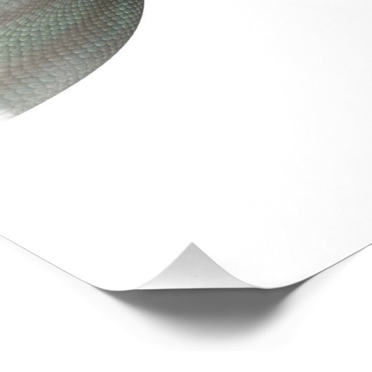 Siren Mermaid Fotodruck (Ecke)