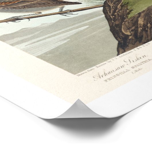 Siskin, Rote Umfrage, Tanager, Jagd, Finch Poster (Ecke)