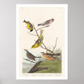 Siskin, Rote Umfrage, Tanager, Jagd, Finch Poster (Vorne)
