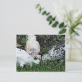 ‚Sisterly Liebe‘ 3 Hähnchen Postkarte (Stehend Vorderseite)