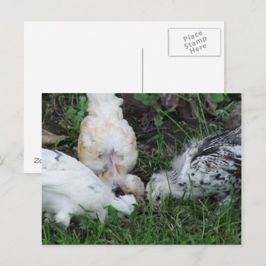 ‚Sisterly Liebe‘ 3 Hähnchen Postkarte (Vorne/Hinten)