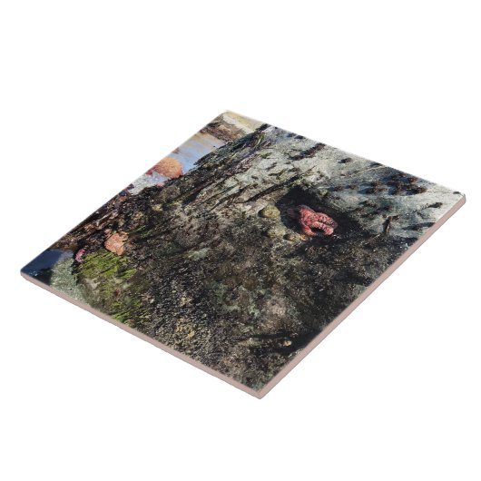 Sisters Rock State Park Oregon Coast Fliese (Seite)