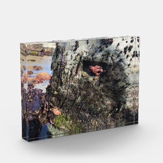 Sisters Rock State Park Oregon Coast Fotoblock (Links)