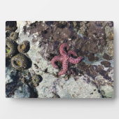 Sisters Rock State Park Oregon Coast Fotoplatte (Vorderseite)