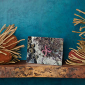 Sisters Rock State Park Oregon Coast Fotoplatte (Seite)