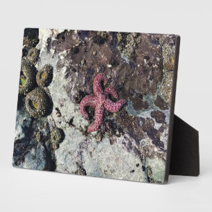 Sisters Rock State Park Oregon Coast Fotoplatte