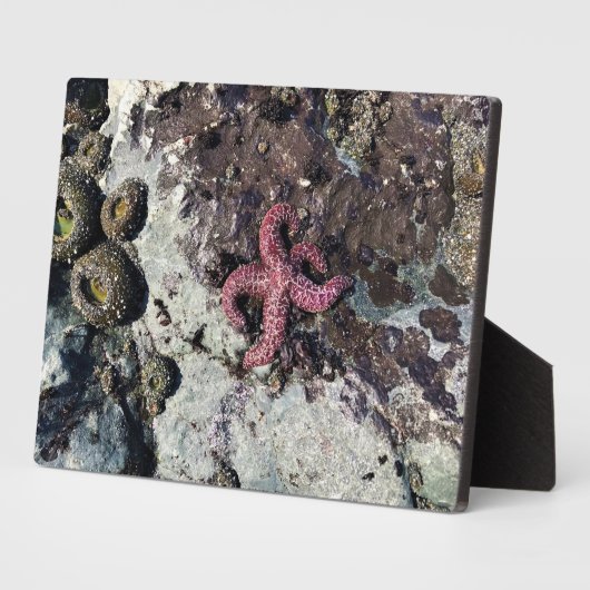 Sisters Rock State Park Oregon Coast Fotoplatte (Seite)