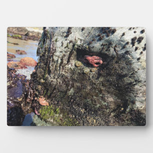 Sisters Rock State Park Oregon Coast Fotoplatte