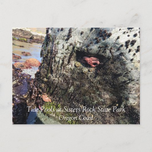 Sisters Rock State Park Oregon Coast Postkarte (Vorderseite)