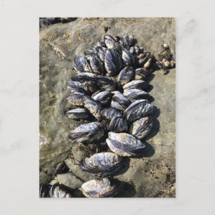 Sisters Rock State Park Oregon Coast Postkarte