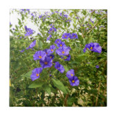 Sisyrinchium Angustifolium Keramik Tile Fliese (Vorderseite)