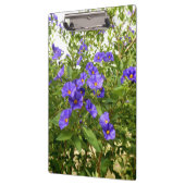 Sisyrinchium Angustifolium Klemmbrett (Links)