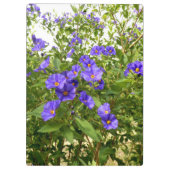 Sisyrinchium Angustifolium Klemmbrett (Rückseite)