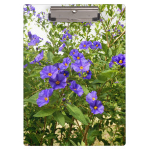 Sisyrinchium Angustifolium Klemmbrett