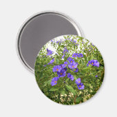 Sisyrinchium Angustifolium Magnet (Vorderseite/Rückseite)