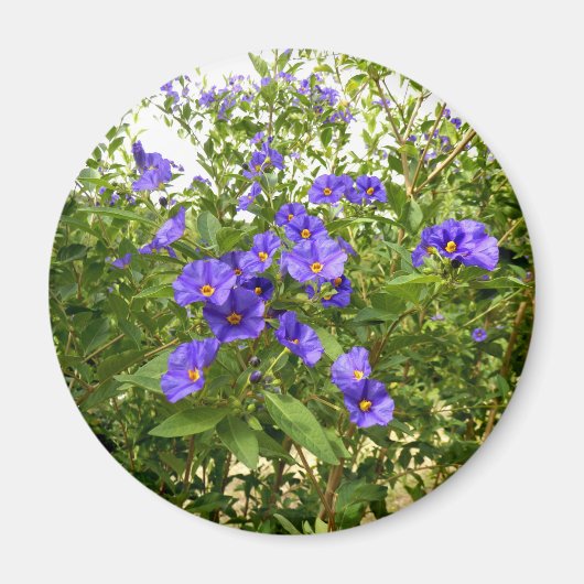 Sisyrinchium Angustifolium Magnet (Vorne)
