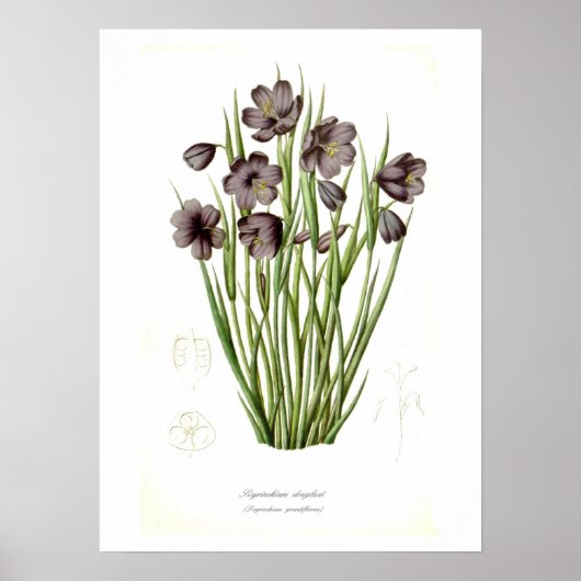 Sisyrinchium douglasii poster (Vorne)