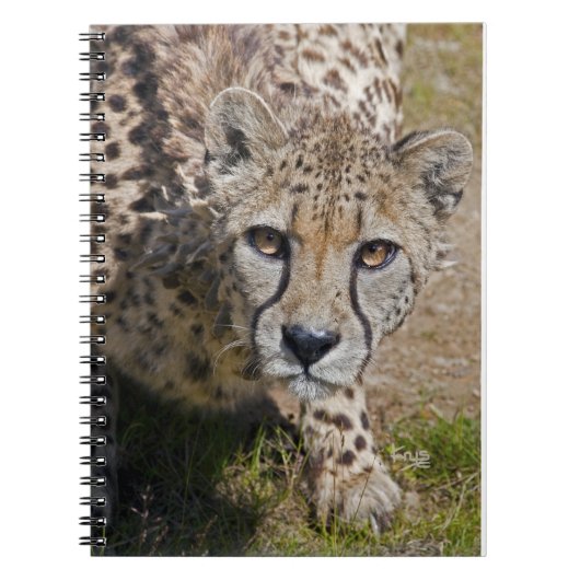 Sita-Notebook Notizblock (Vorderseite)