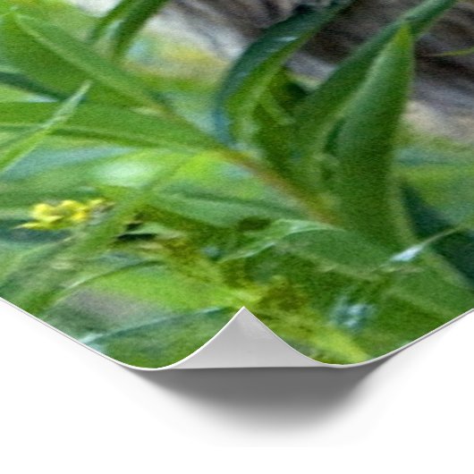 Sitka Black Tails Deer Poster (Ecke)