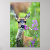 Sitka Black Tails Deer Poster (Vorne)