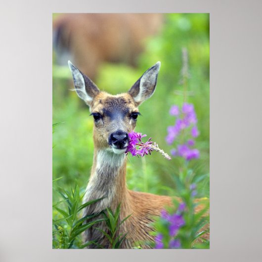 Sitka Black Tails Deer Poster (Vorne)