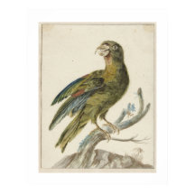 Sittich (1670 - 1719) von Jan Weenix 