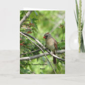 Sittin hier, weiblicher Kardinal Karte (Rückseite)