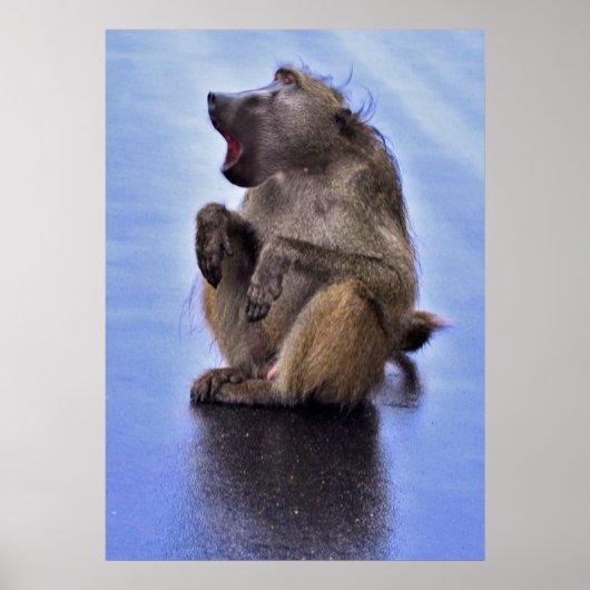 Sitting Baboon Poster (Vorne)