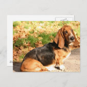 Sitting Basset Hound Postkarte (Vorne/Hinten)
