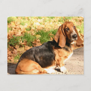 Sitting Basset Hound Postkarte