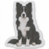 Sitting Border Collie Aufkleber (Vorderseite)