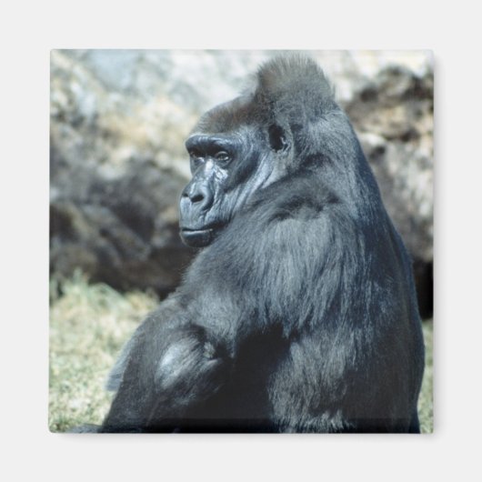 Sitting Gorilla Magnet (Vorne)