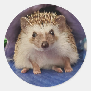Sitting-Igel Runder Aufkleber