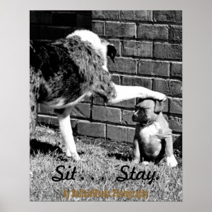 Sitz - - - Bleib - - - Poster