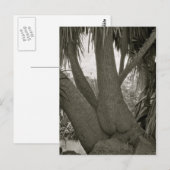 Sitzbaum Postkarte (Vorne/Hinten)