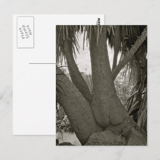 Sitzbaum Postkarte (Vorne/Hinten)